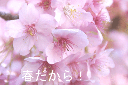 桜１-thumb-550x368.gif