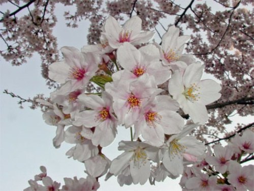 sakura0415.jpg