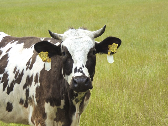 cow-169335_640
